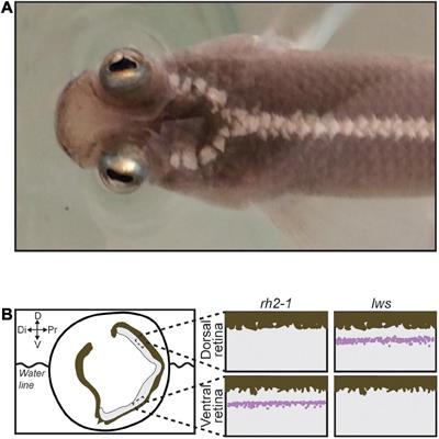 Light-induced shifts in opsin gene expression in the four-eyed fish Anableps anableps